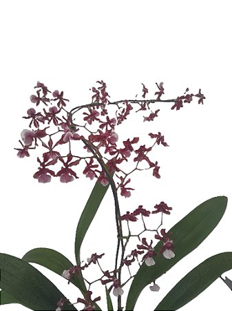 Orquidea Sharry baby