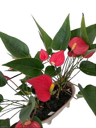 mini antúrio vermelho