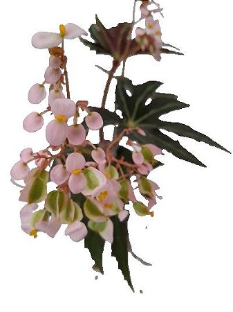 begonia heracleifolia
