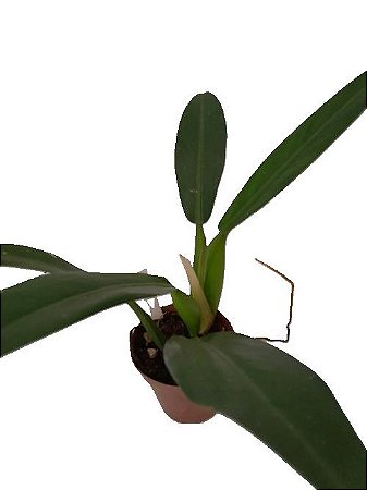 pacová muda pequena