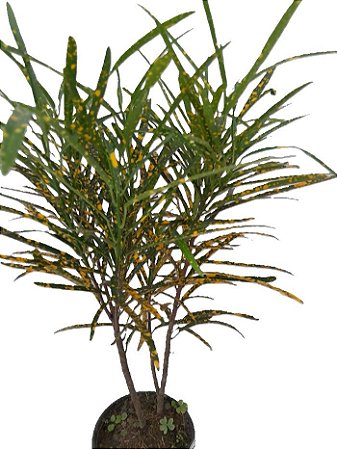 cróton brasileirinho