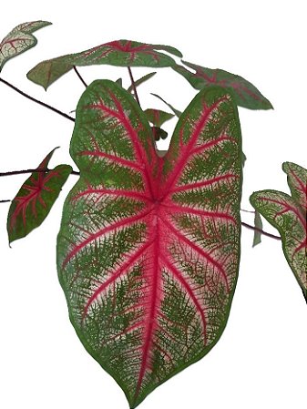 bulbo caladium vermelho