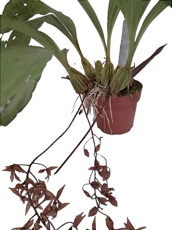 gongora bufonia