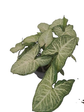 syngonium podophyllum