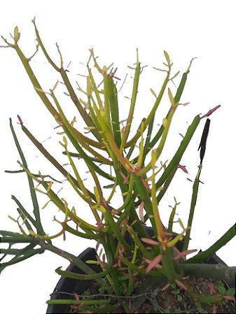 aveloz (euphorbia tirucalli)