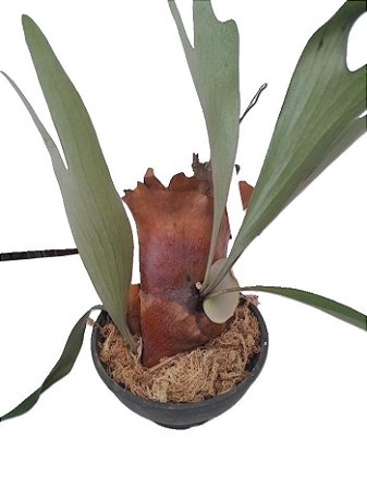 chifre veado platycerium Bifurcatum