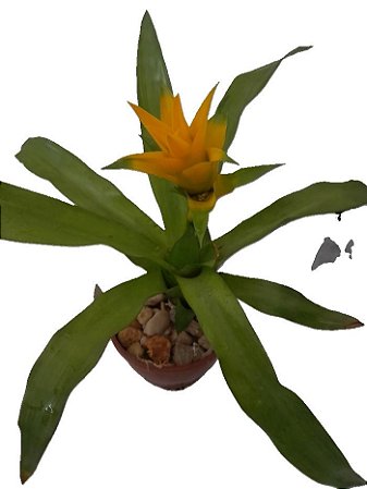 bromelia canistropsis