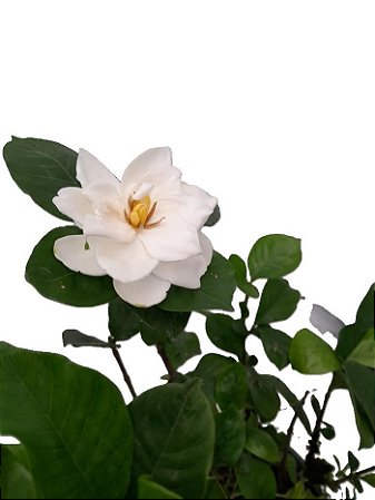 jasmim gardênia