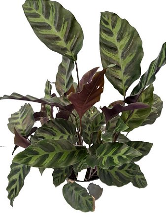 maranta calathea louisae