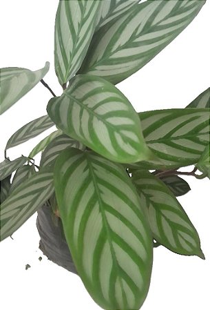 maranta cinza