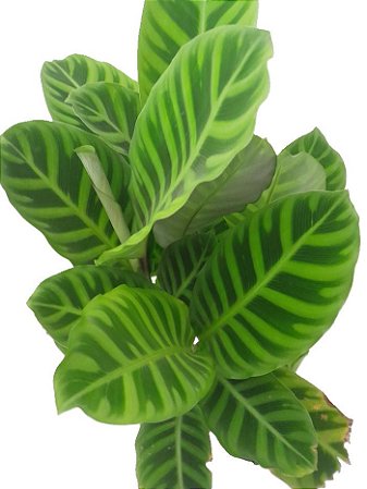 calateia zebra maranta