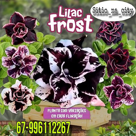 Promoção Enxerto Rosa do Deserto Lilac Frost