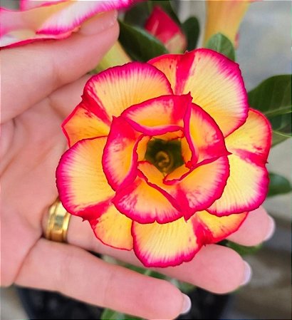 Rosa do Deserto Tropical