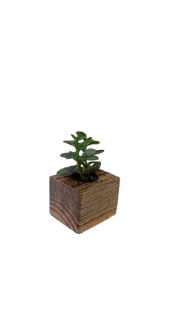 Cubografo - Cachepô - Cubo com planta MOD 02