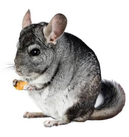 Chinchilla Standard