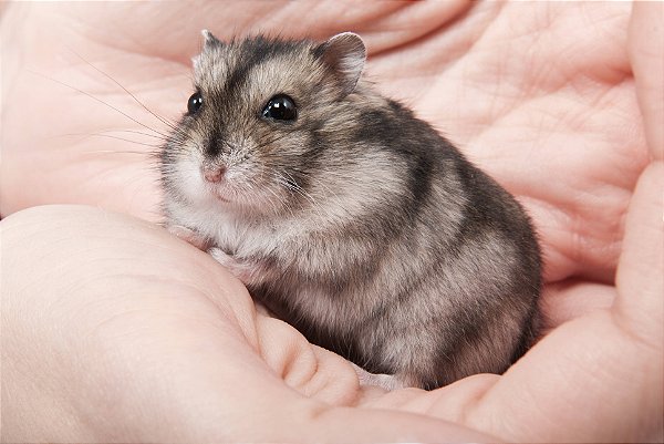 Hamster Anão Russo