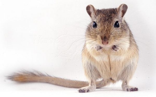Gerbil
