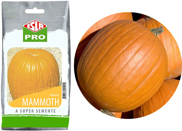 Sementes Abóbora Gigante Mammoth / ISLA PRO / 50g / 200 SEMENTES