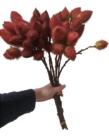 Galhos De Urucum Natural