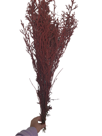 Maço de Milindro Vermelho Galho Desidratado Decoração