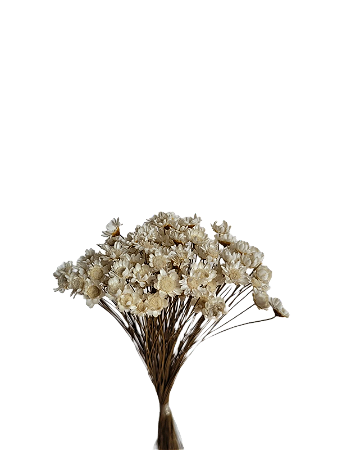 Flor Seca Sempre Viva Branca