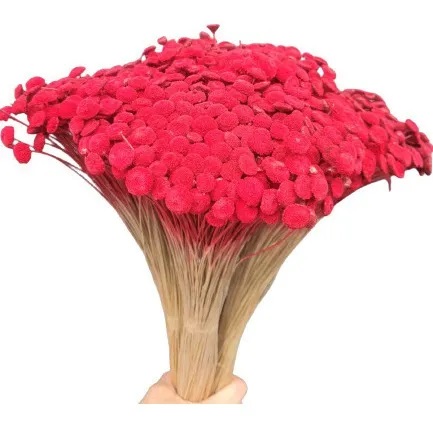 Sempre Viva Bolinha Botão Veludo Decoração  Arranjo