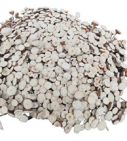 Sempre Vivas Bolinhas Brancas Seca E Natural Decoração