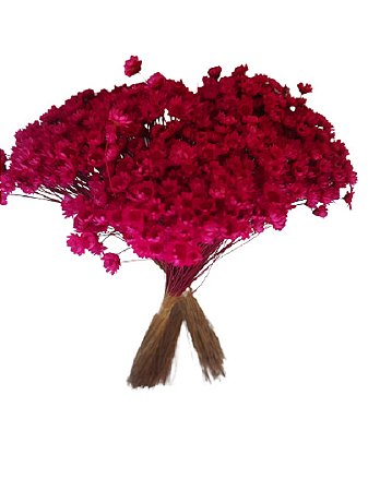Sempre Vivas Decoração Casamento Lembrança Pink-400