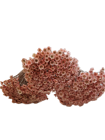 Sempre Vivas Decoração Casamento Lembrança Rosa Bebê-600UN