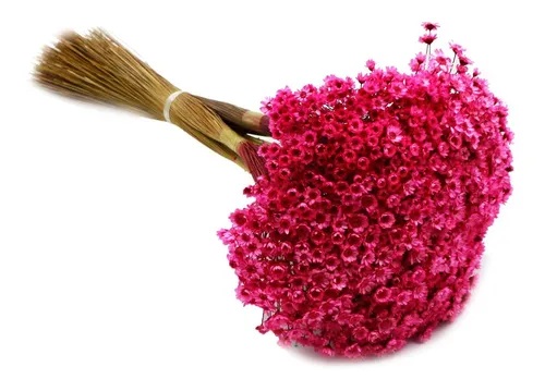 Sempre Vivas Decoração Casamento Lembrancinhas Rosa-2000
