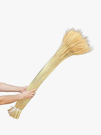 235 Hastes Trigo Seco Natural Decoração Enfeite Ornamenação