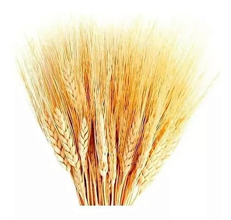 45 Haste Trigo Seco Natural Alvejado Decoração Especial