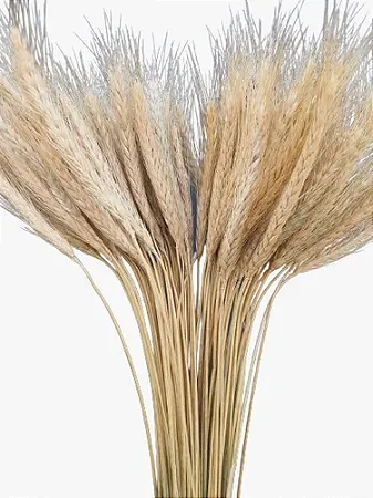 Haste Trigo Seco Natural Decoração Enfeite-90UN