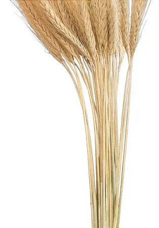 Hastes De Trigo Natural Enfeite Decoração-45UN