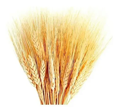Hastes Trigo Seco Natural Decoração Enfeite Ornamenação-235UN