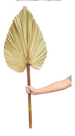 Folha De Latania Com Avaria Decoração Enfeite Ornamentação