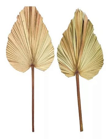 Folha De Latania Com Avaria Decoração Enfeite Ornamentação-2UN