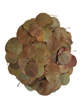 Folha Moeda Seca Totalmente Natural Decoração-3.500 Folhas