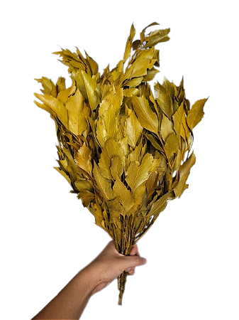 Folhagem Seca e Natural Carne de Vaca