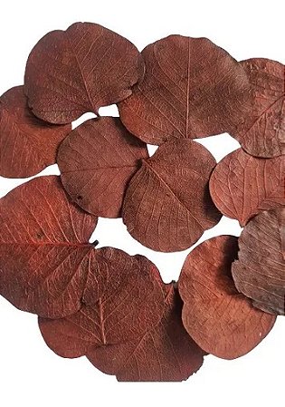 Folhas  Secas Desidratadas Marrom Decoração Enfeite