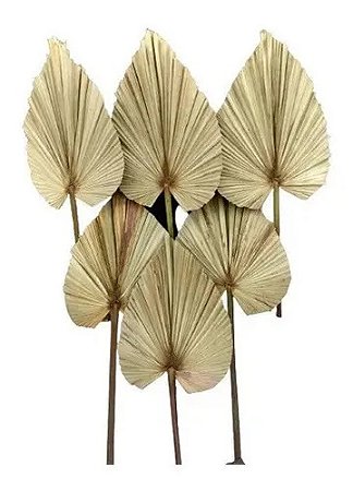 Folhas De Latania Com Avaria Decoração Seca Natural-6UN