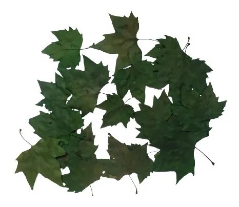 Folhas De Plátano Pintada Verde Seca Decoração Enfeite