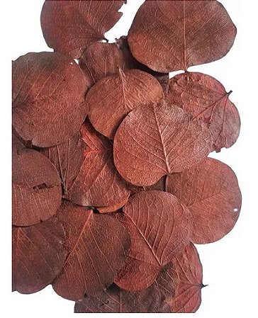 Folhas Moeda Desidratadas Marrom Enfeite-100 Folhas
