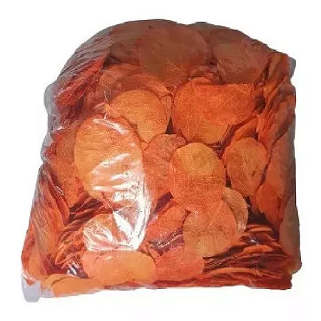 Folhas Moeda Secas Desidratadas Decoração
