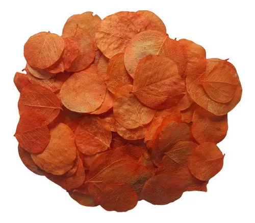 Folhas Moeda Secas Desidratadas Laranja - 100 Folhas