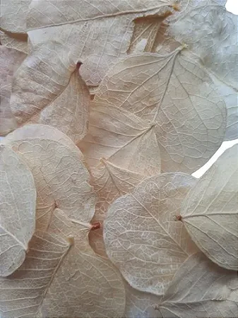 Folhas Secas Desidratadas Amarelo Claro Decoração Enfeite