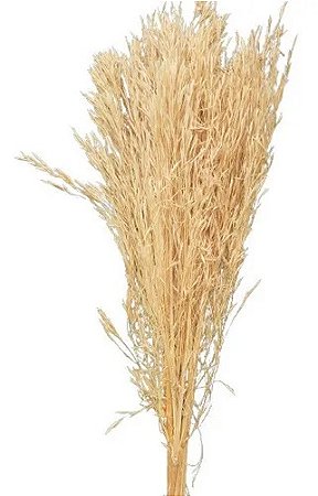 Capim Arrozinho Alvejado Seco Natural Decoração