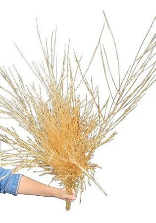 Maço De Capim Brilhante Alvejado Seco Decoração Enfeite