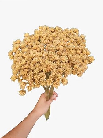 Flor Espeta Nariz Seca Natural Decoração Enfeite ( 2 Maço )