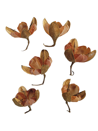 Flor Seca Rosa de Tefé para  Decoração Enfeite